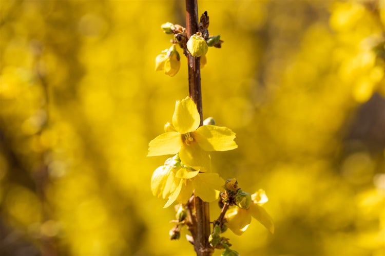 Forsythia intermedia 'Goldrausch', Forsythie, gelb, 60–80 cm