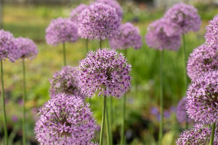 Allium aflatunense 'Gladiator', Zierlauch, violett, ca. 9x9 cm Topf