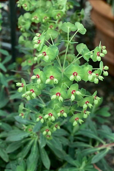 Euphorbia characias char.'Red Wing', Wolfsmilch, rot, ca. 9x9 cm Topf