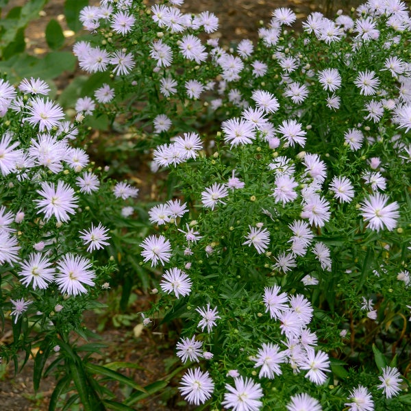 Buschige Herbstaster mit zahlreichen kleinen fliederfarbenen Blüten und grünen Blättern im Garten.