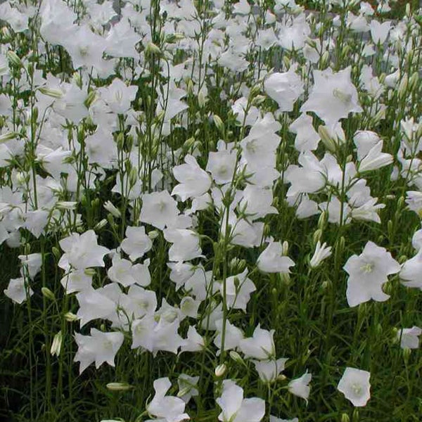 Feld mit weißen Ackerglockenblumen