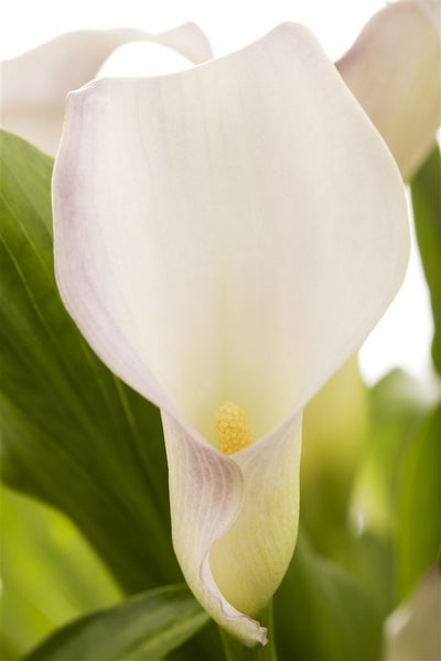 Zantedeschia aethiopica, Calla, weiß, ca. 9x9 cm Topf
