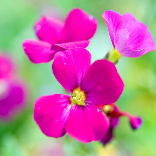 Nahaufnahme von rosa blühenden Goldlack-Blumen