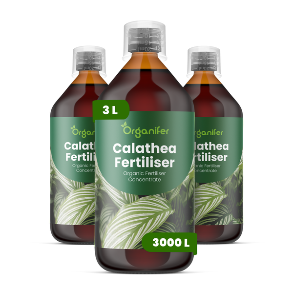 Drei Flaschen Organifer Calathea Dünger Konzentrat, insgesamt drei Liter für dreitausend Liter Gießwasser.