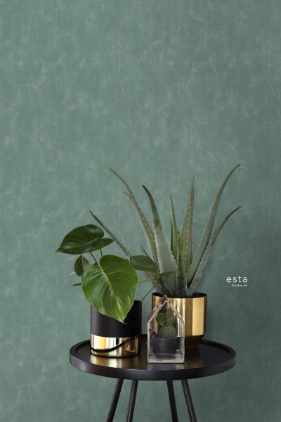 Dekorative Zimmerpflanzen auf einem Tisch vor einer Wand