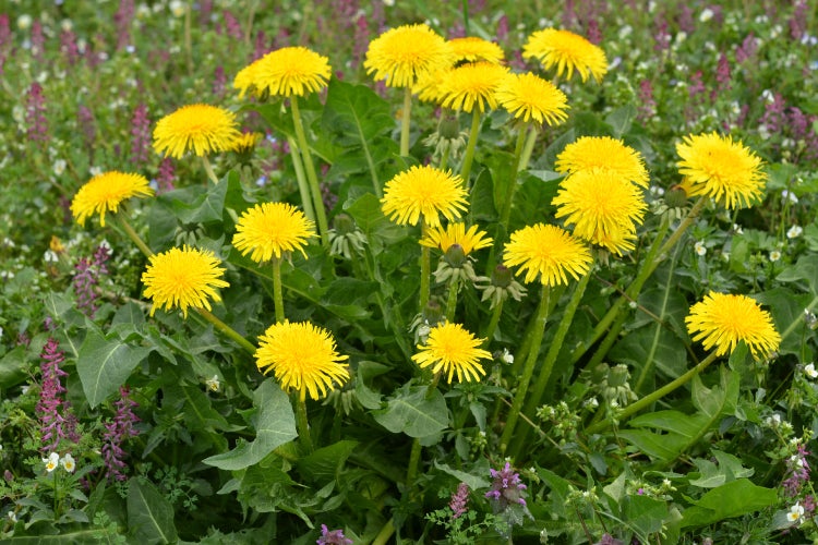 SAFLAX Geschenk Set - BIO - Löwenzahn - Taraxacum officinale - 400 Samen - Mit Geschenkbox, Versandaufkleber, Geschenkkarte und Anzuchtsubstrat