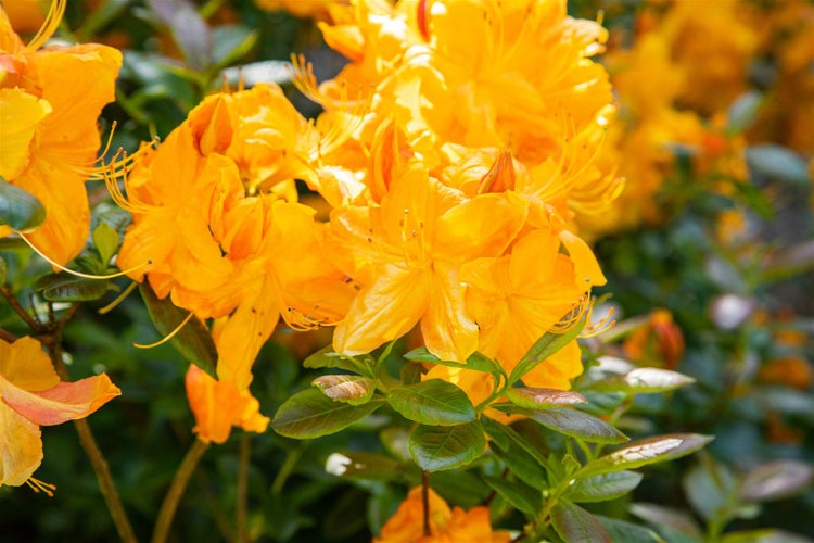 Rhododendron luteum 'Klondyke', gelb-orange, 30–40 cm