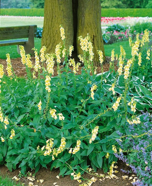 Digitalis grandiflora, Gelber Fingerhut, ca. 9x9 cm Topf