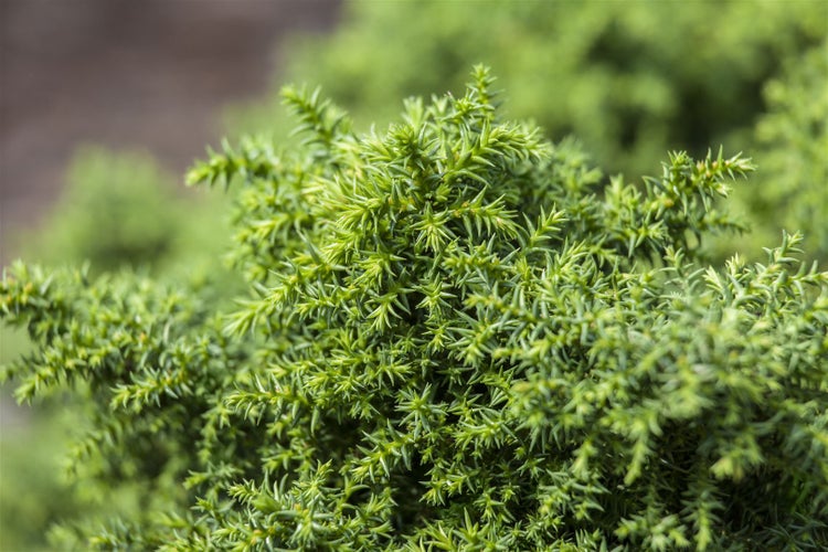 Cryptomeria japonica 'Yokohama', Japanische Sicheltanne, 12–15 cm