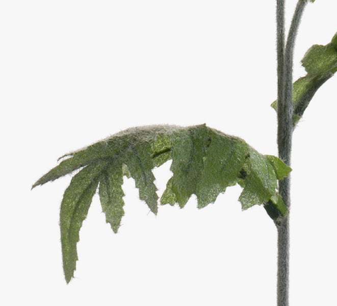 Künstliche Monstera Pflanze mit Moosstab in einem anthrazitfarbenen Topf.