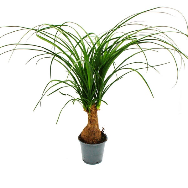 Elefantenfuß Beaucarnea recurvata in einem Kunststofftopf mit langen schmalen grünen Blättern.