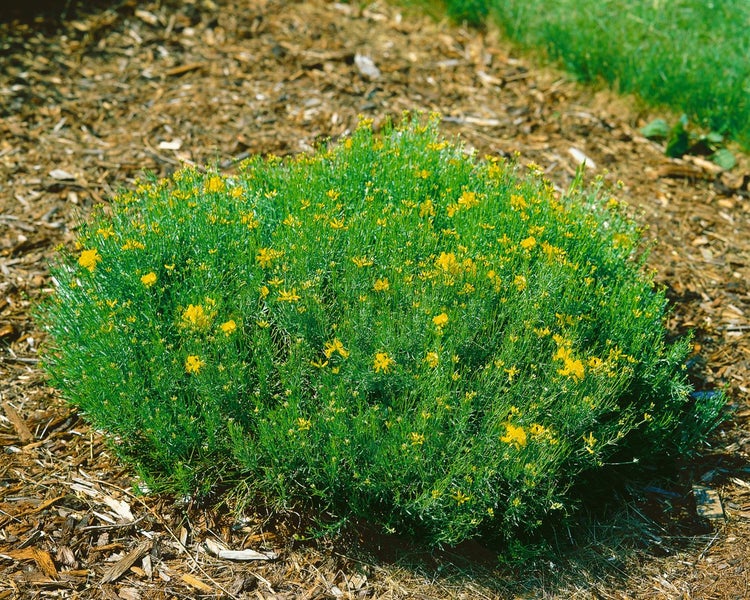 Genista radiata, Ginster, gelb, 20–30 cm