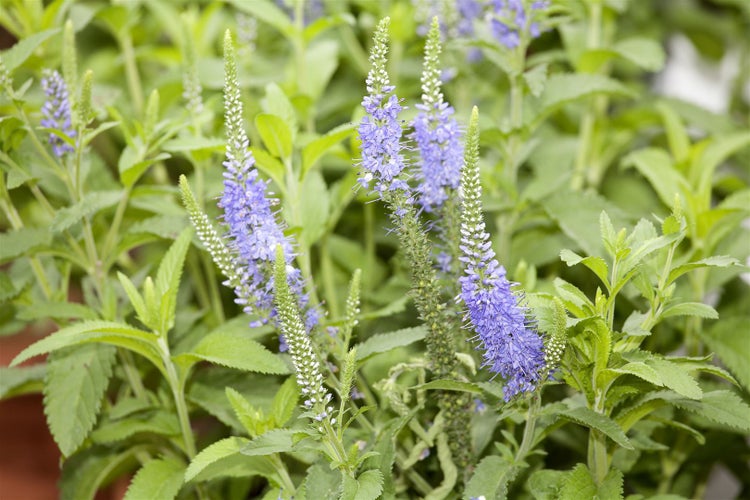 Veronica longifolia 'Blauriesin', Ehrenpreis, blau, ca. 9x9 cm Topf