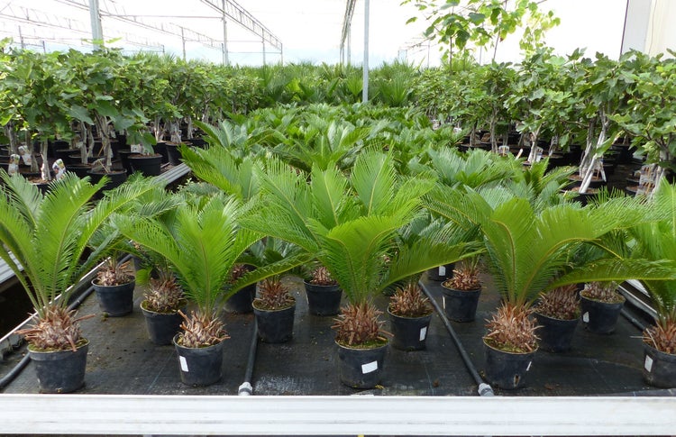 Mehrere Cycas revoluta Pflanzen in schwarzen Töpfen, aufgereiht in einem großen, hellen Gewächshaus einer Baumschule.