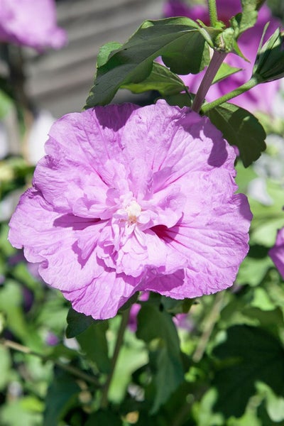 Hibiscus syriacus 'Lavender Chiffon', Roseneibisch, lavendel, 40–60 cm