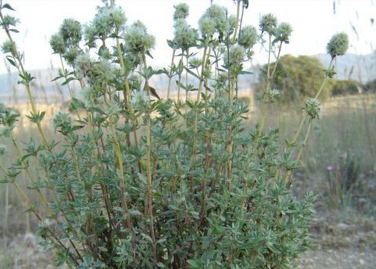 SAFLAX Garden to go - Spanischer Majoran - Thymus mastichina - 250 Samen - Mit Topf, Klima - Deckel und Anzuchtsubstrat