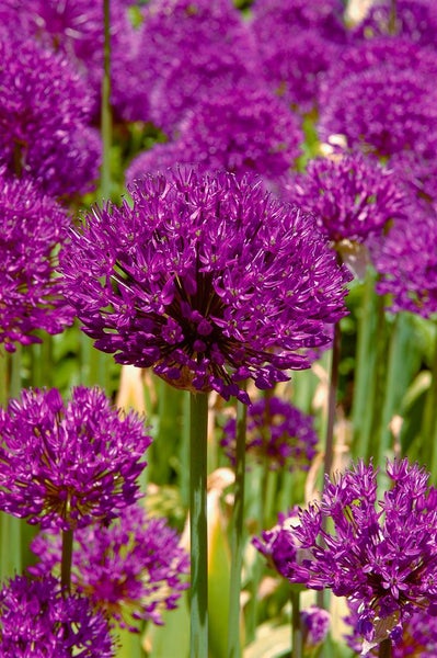 Allium aflatunense 'Purple Sensation', Zierlauch, violett, ca. 11x11 cm Topf