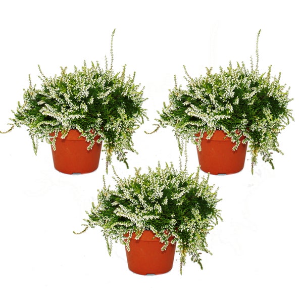 Hängende Calluna Set mit 3 Pflanzen hängende Besenheide Heidepflanze winterhart 12cm Topf weiss