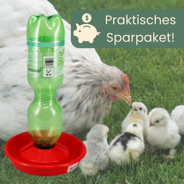 Hühnertränke mit Hühnern und Küken im Garten