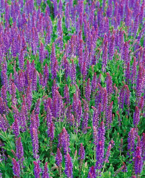 Feld mit blühendem Ziersalbei