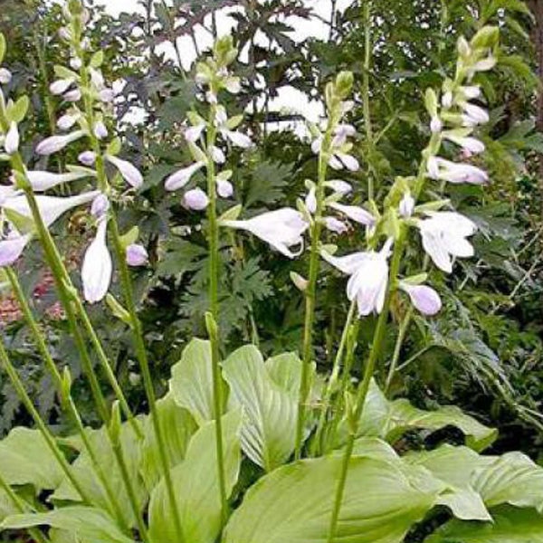 Funkie mit weißen Blüten im Garten