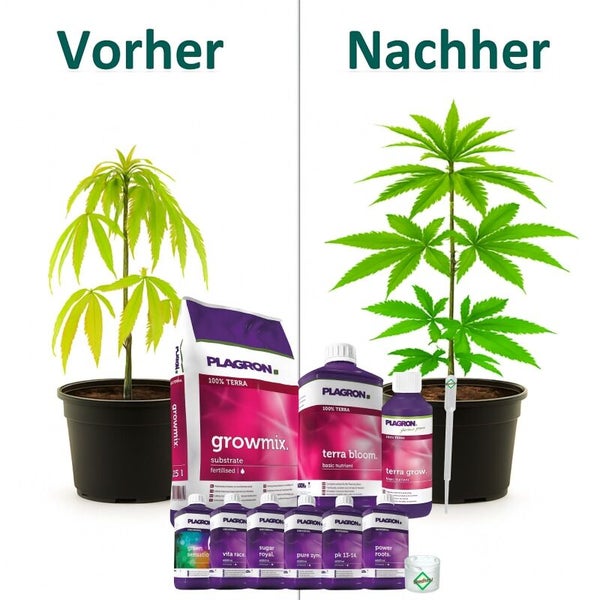 Vorher-Nachher-Vergleich einer Pflanze mit Plagron Growmix Substrat, Terra Bloom und Terra Grow Pflanzendünger sowie verschiedenen Zusätzen.
