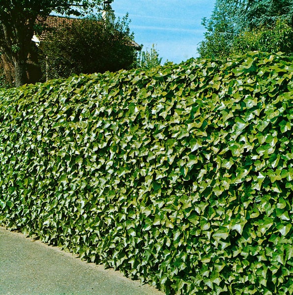 Hedera helix 'Hibernica', Irischer Efeu, 40–60 cm