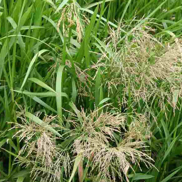 Chinaschilf im Garten
