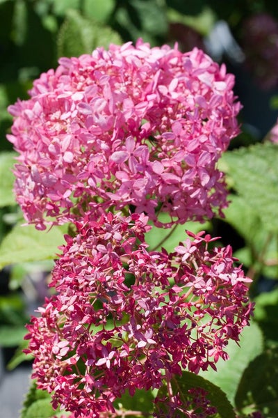 Hydrangea arborescens 'Pink Annabelle', rosa, 40–60 cm