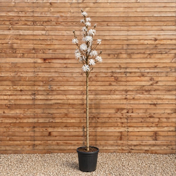 Sternmagnolie als Hochstamm im Kunststofftopf vor einer Holzwand.