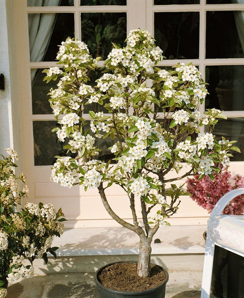 Pyrus communis 'Zwergbirne', Zwergbirne, kompakt, 60 cm