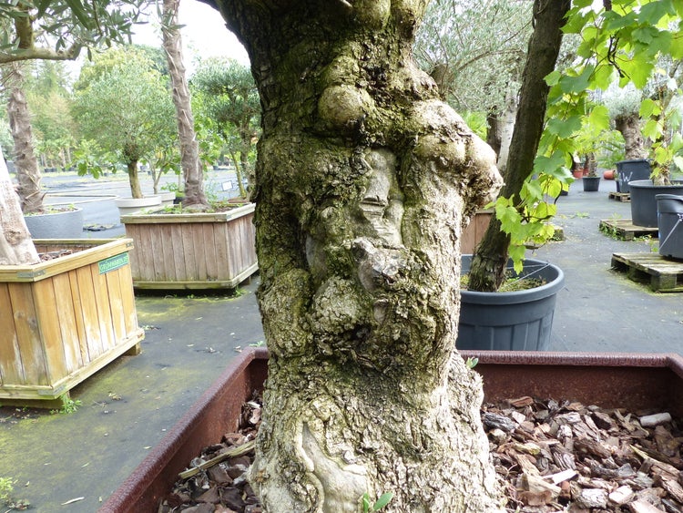 Alter Olivenbaum mit markantem, knorrigem Stamm in einem Pflanzkübel im Außenbereich