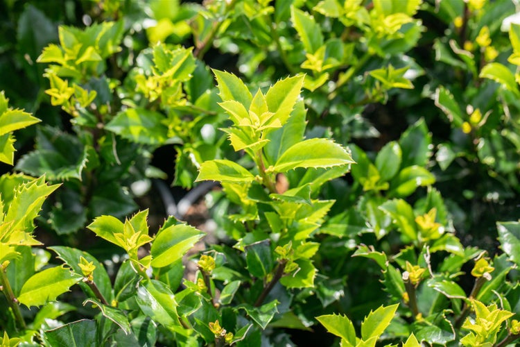 Ilex meserveae 'Heckenstar', Stechpalme, immergrün, 150–175 cm