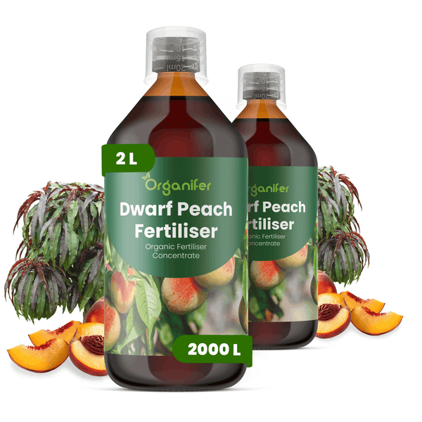 Organifer Bio-Flüssigdünger für Zwergpfirsiche, zwei 2-Liter-Flaschen, organisches Düngerkonzentrat.