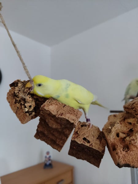 Wellensittich auf einem Vogelspielzeug aus Naturkork, das an einem Seil aufgehängt ist.