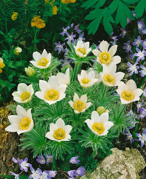 Gruppe von Kuhschellen im Garten