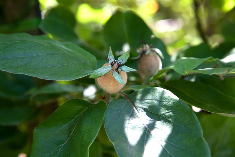 Cydonia 'Konstantinop.Apfelquitte', Apfelquitte, 150–200 cm