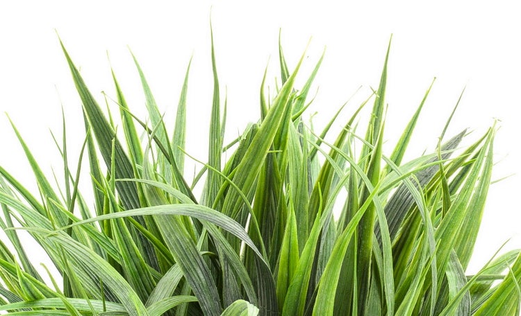 Künstlicher Eukalyptuszweig mit grünen Blättern und braunen Knospen