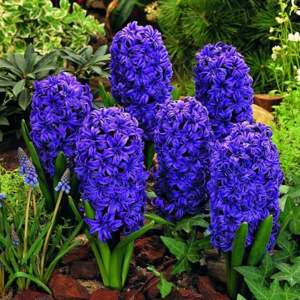 Gruppe von blühenden Hyazinthen im Gartenbeet