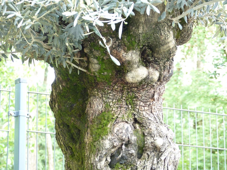 exakt dieser Baum Nr. 24X, 230 cm, Olivenbaum, Bonsai, knorrige alte urige Olive winterhart