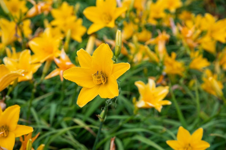 Hemerocallis x cult. 'Thumbelina', Taglilie, gelb, ca. 11x11 cm Topf