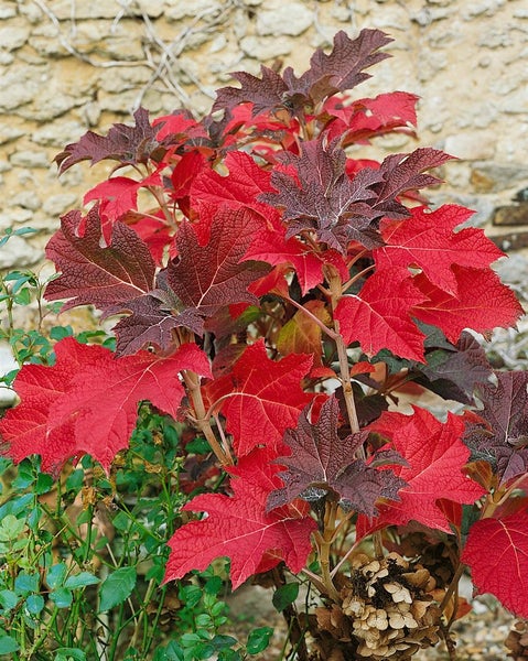 Hydrangea quercifolia 'Snow Queen', Eichenblatthortensie, weiß, 40–60 cm