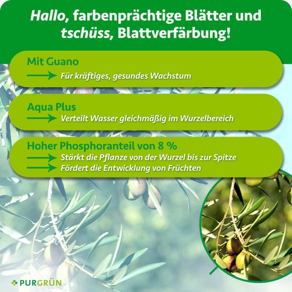 Infografik zum Purgrün Dünger mit Guano, Aqua Plus und Phosphor zur Stärkung von Pflanzen und Förderung der Fruchtbildung bei Olivenbäumen.