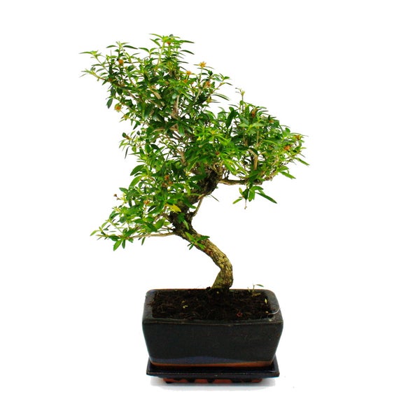Bonsai - Serissa - Junischnee - Baum der 1000 Sterne - ca. 8 Jahre