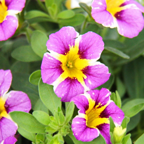 Zauberglöckchen Minihängepetunie Calibrachoa 12cm Topf Set mit 3 Pflanzen zweifarbig lila-gelb