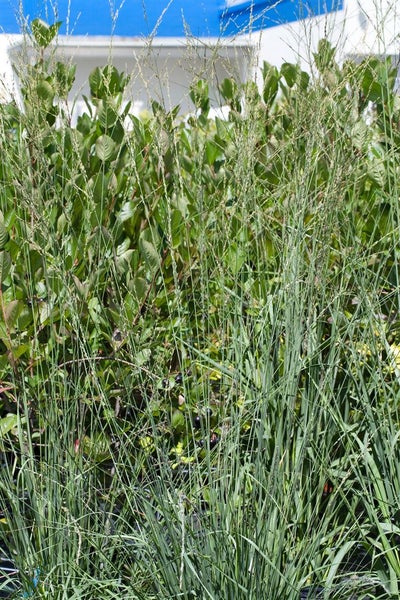 Pfeifengras im Gartenbeet.