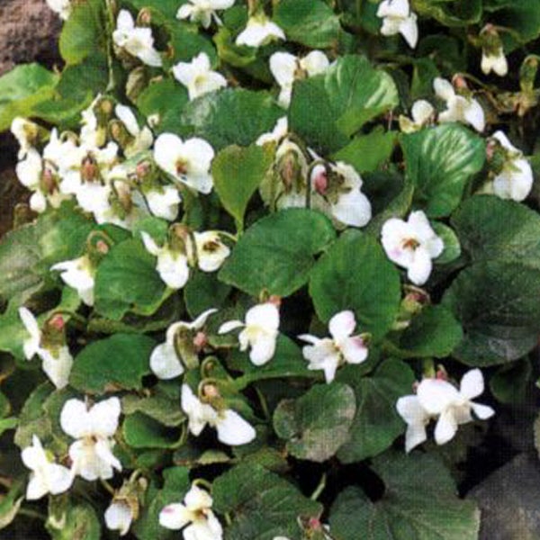 Büschel von weissen Duftveilchen mit grünen Blättern