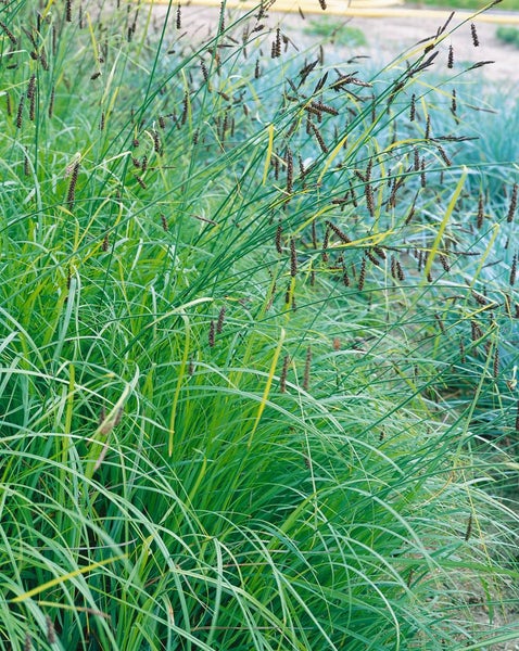 Carex flacca, Blaugrüne Segge, ca. 9x9 cm Topf