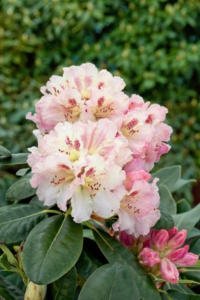 Rhododendron Hybr. 'Bellini', rosa Blüten, 30–40 cm