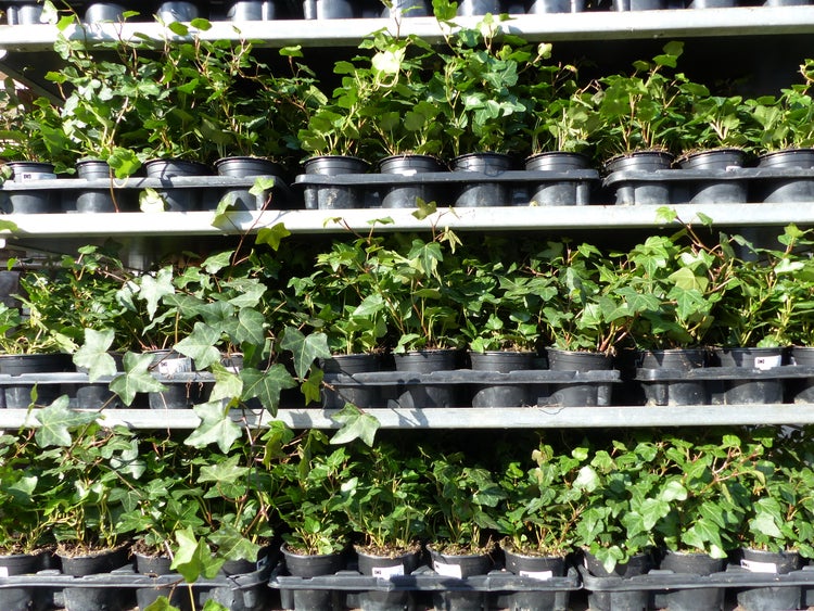 25 Stück Efeu Hedera helix 20 - 35 cm Heckenpflanze winterhart Kletterpflanze Hecke Sichtschutz blickdicht